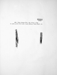 Lachnum relicinum image